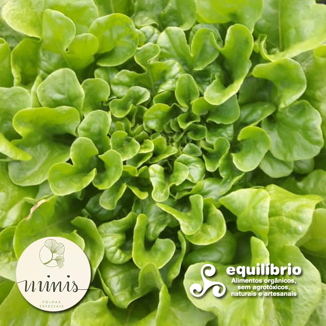 Alface Salanova Mimosa Verde - Maço