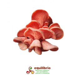 Cogumelo Salmão - bandeja de 200g