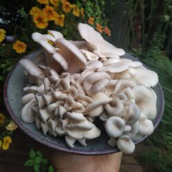 Cogumelo Hiratake - bandeja de 200g