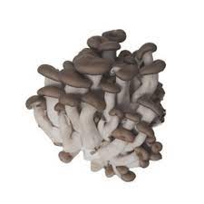 Cogumelo Shimeji Preto - bandeja de 200g